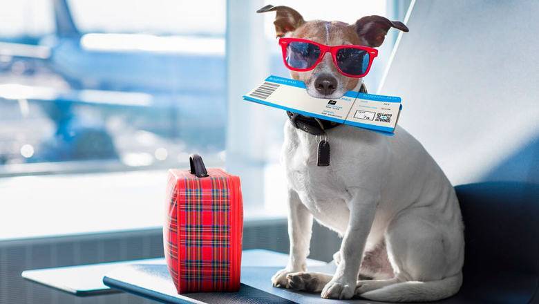 Ваша собака - наш чемодан: авиакомпании не знают, как безопасно перевозить животных