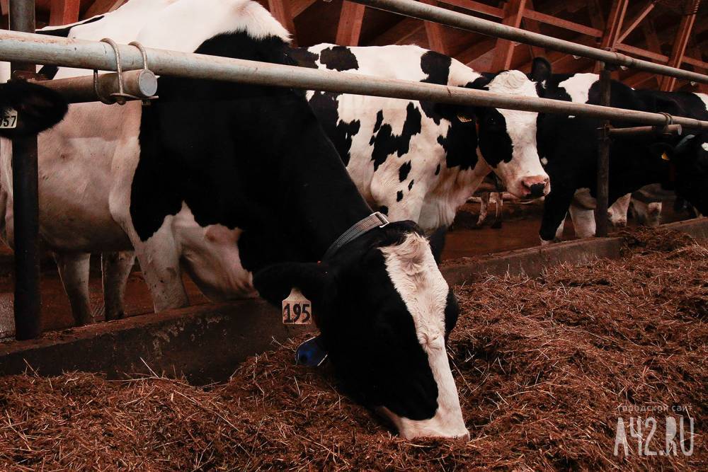 В Кузбассе введут штрафы за выпас коров на газонах - gazeta.a42.ru