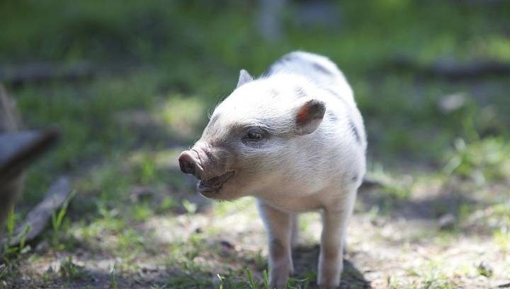 Технология CRISPR вылечила свиней с мышечной дистрофией
