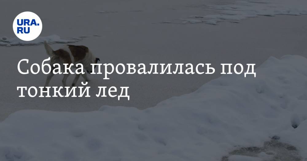 Россиянин нырнул за тонущей собакой в ледяную воду. ВИДЕО