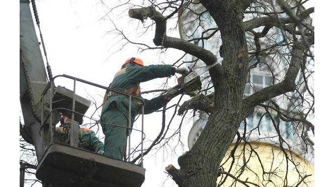 ЗакС одобрил грамотную рубку деревьев в Петербурге