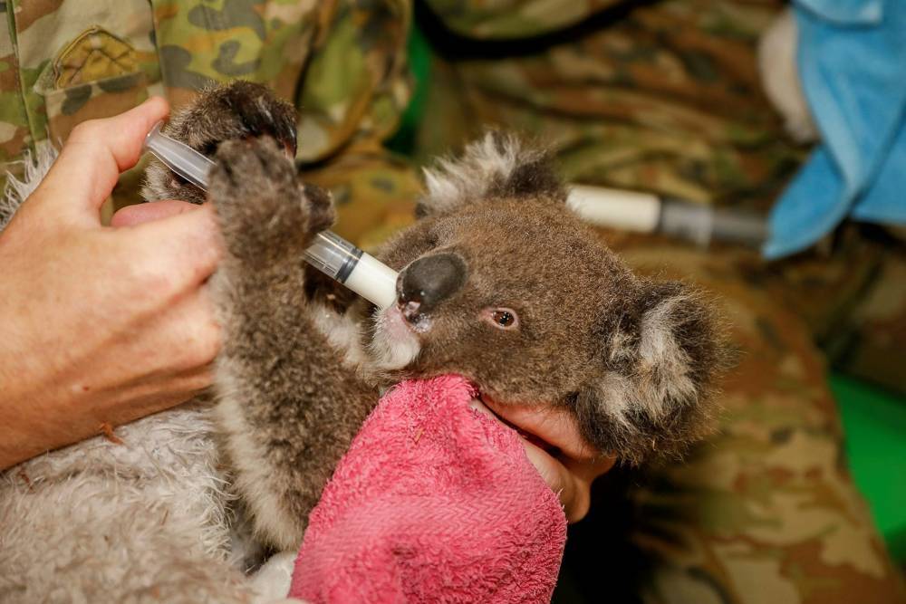 Австралийские военные накормили спасенных в пожарах зверей