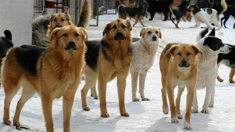 В Самарской области запретили отстрел диких собак