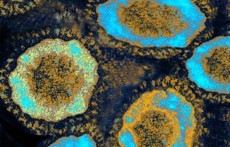 Уханьские учёные добились прорыва в исследовании коронавируса