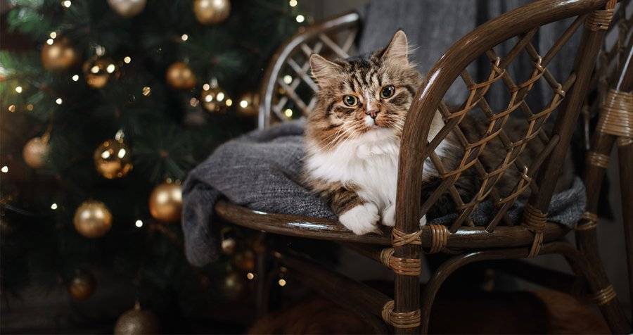 Ветеринары рекомендуют не кормить домашних животных с новогоднего стола