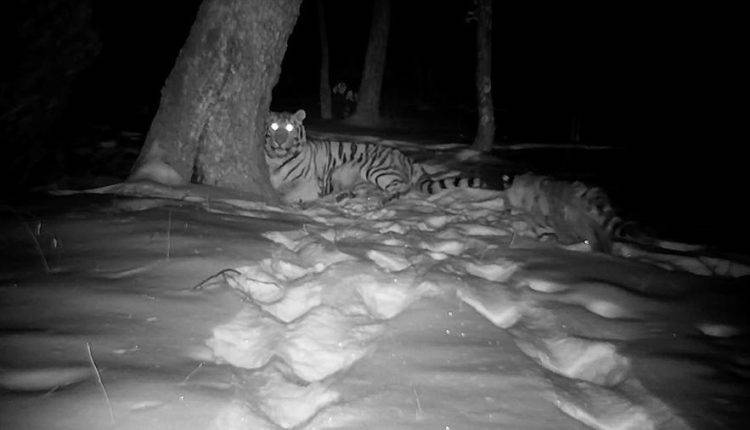 Тигрица Светлая и тигр Борис в ЕАО принесли второе потомство