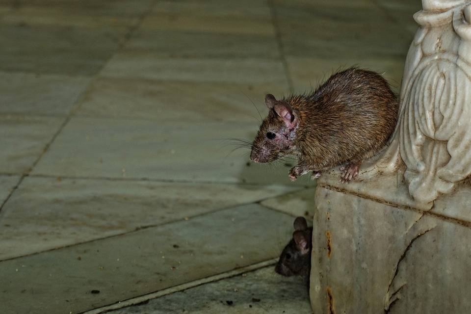Психологи объяснили, как перестать бояться крыс - Cursorinfo: главные новости Израиля