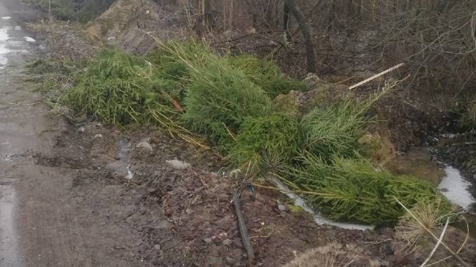 Петербуржцев огорчили свалки нераспроданных живых елок