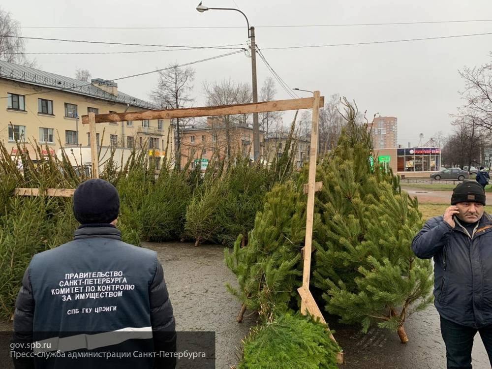 В МЧС России рекомендуют сразу убирать осыпавшуюся с елок хвою
