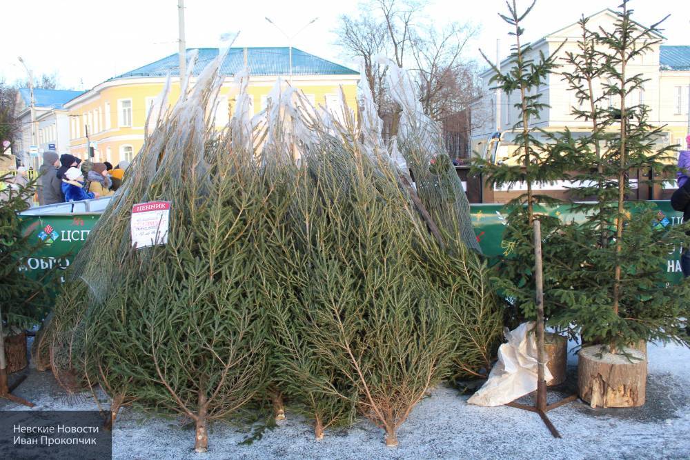 В Санкт-Петербурге обнаружили кладбище новогодних елок