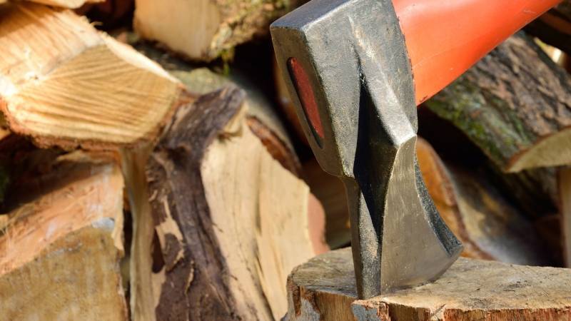 Уголовные дела возбуждены по делу о контрабанде редкой древесины в Приморье