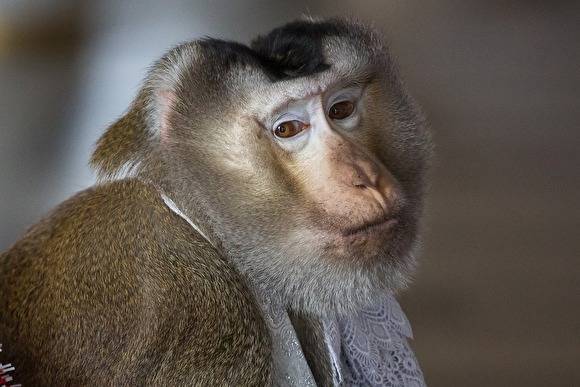 В Челябинском зоопарке обезьян закрыли на карантин