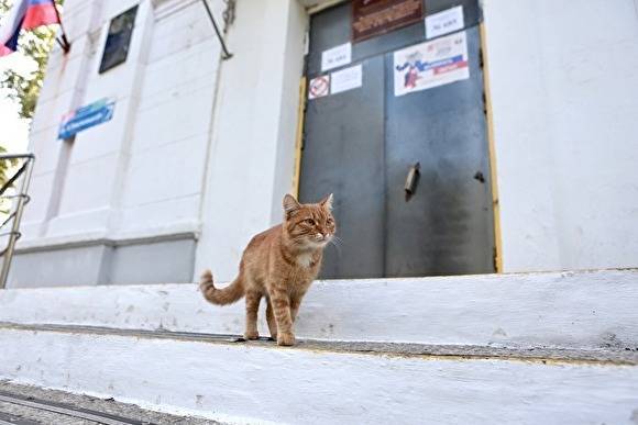 В Челябинске ТСЖ объявило войну пенсионерке, которая кормит уличных кошек