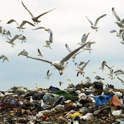 С 2021 года организаторам мусорных свалок вблизи аэропортов грозят огромные штрафы