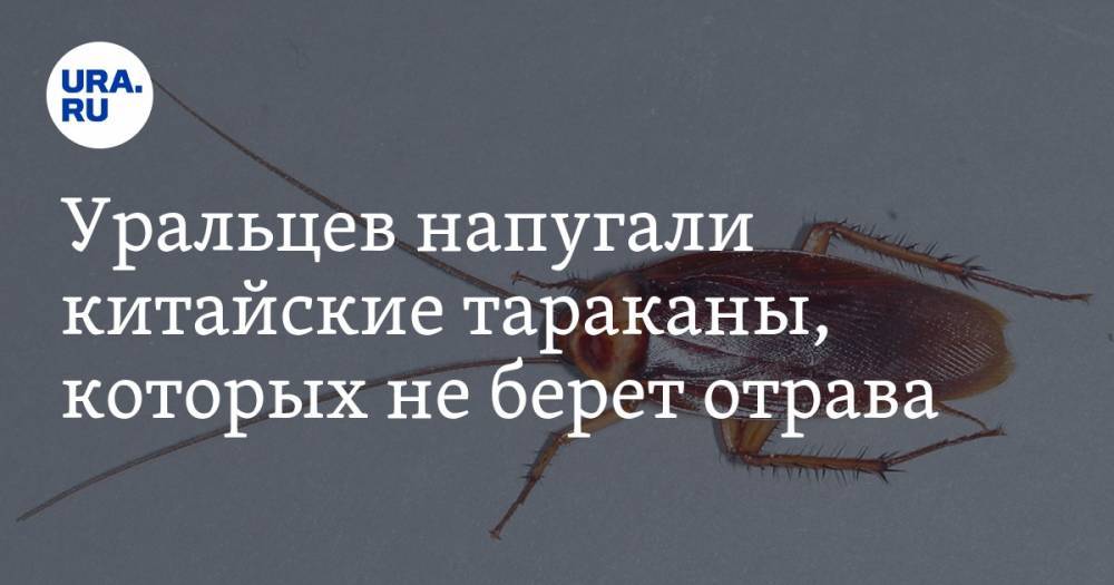 Уральцев напугали китайские тараканы, которых не берет отрава