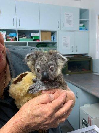 Маленькая коала восстанавливается после лесного пожара