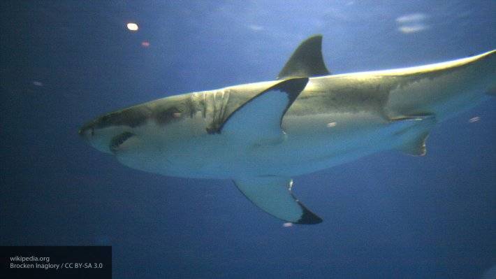 Отдыхающие на пляже в Новой Зеландии "запинали" насмерть белую акулу во время селфи