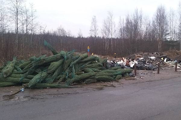 Свалки нераспроданных живых елок возмутили петербуржцев
