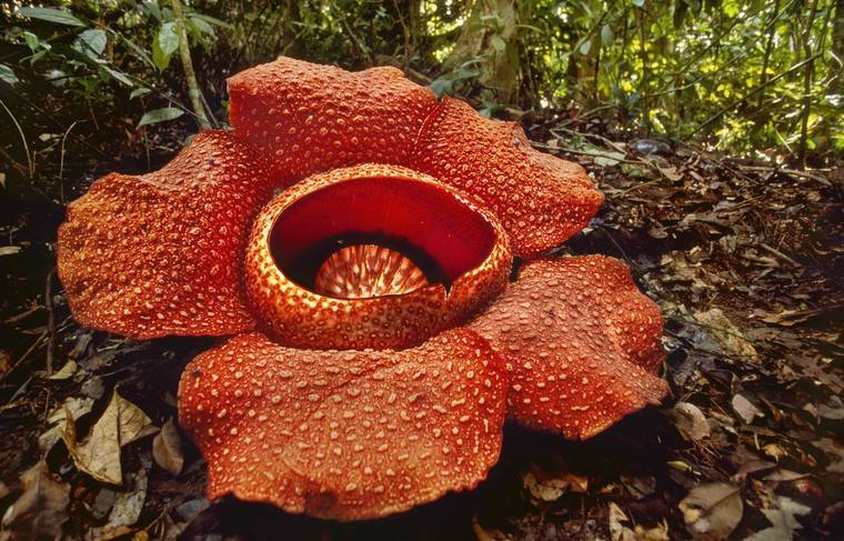 Учёные обнаружили один из крупнейших в мире «цветов-монстров»