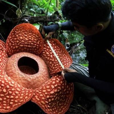 Ученые нашли самый большой "цветок-монстр"