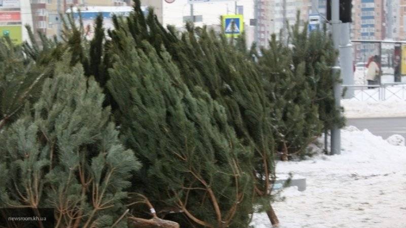 Петербуржцы смогут сдать ставшие ненужными новогодние елки на переработку