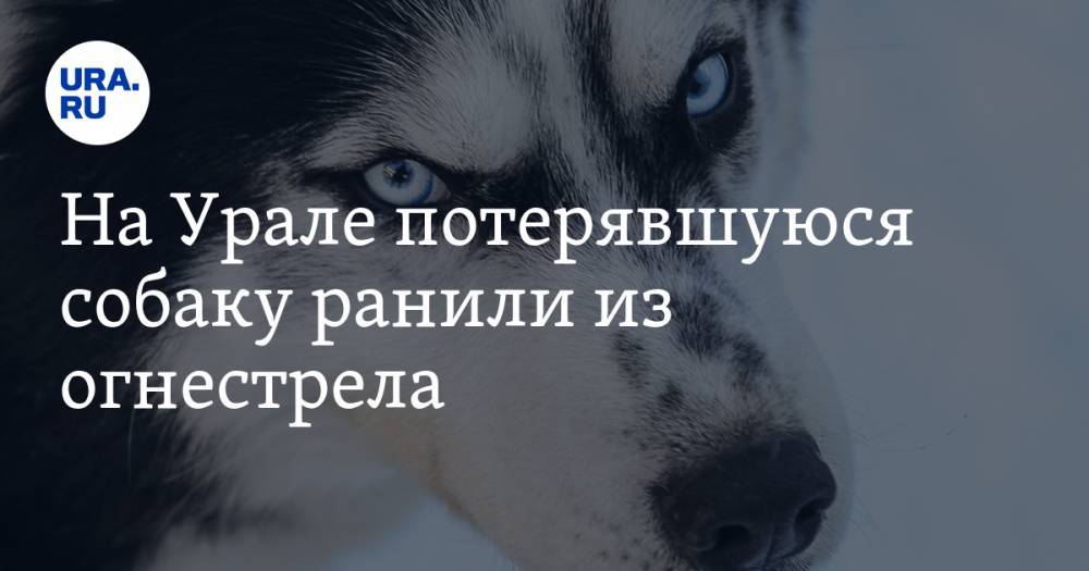 На Урале потерявшуюся собаку ранили из огнестрела