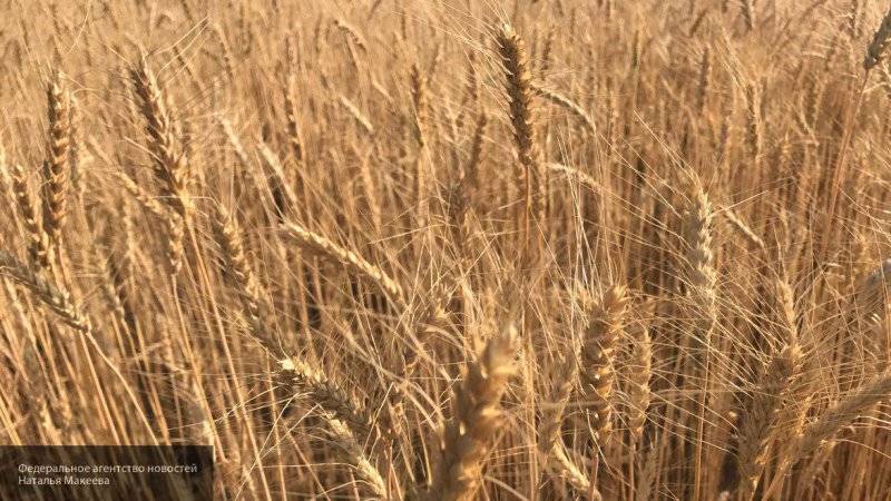 Коррумпированные власти Туниса пропустили в страну 250 тысяч тонн радиоактивной пшеницы