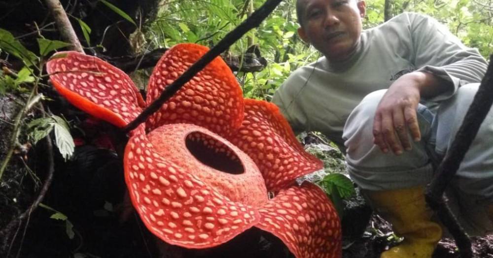 В Индонезии найден цветок рекордной величины