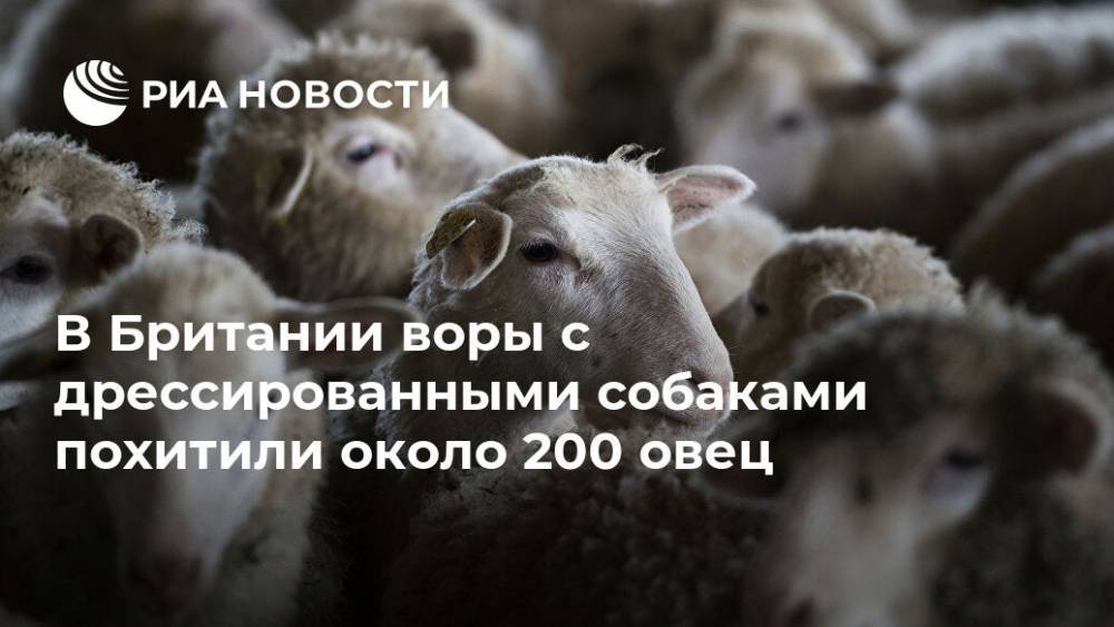 Наталья Копылова - В Британии воры с дрессированными собаками похитили около 200 овец - ria.ru - Англия - Лондон - Великобритания