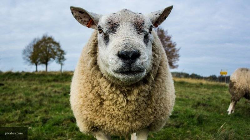 Британские воры похитили около 200 овец с помощью выдрессированных собак