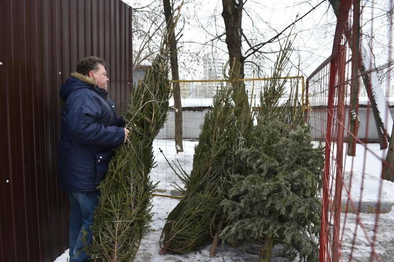 Пункты по утилизации новогодних елок открылись в Москве