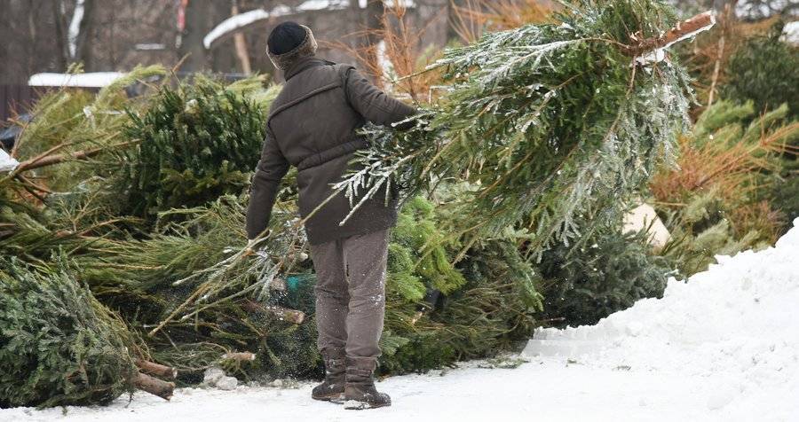 Почти 380 пунктов приема новогодних елок открылось в Москве