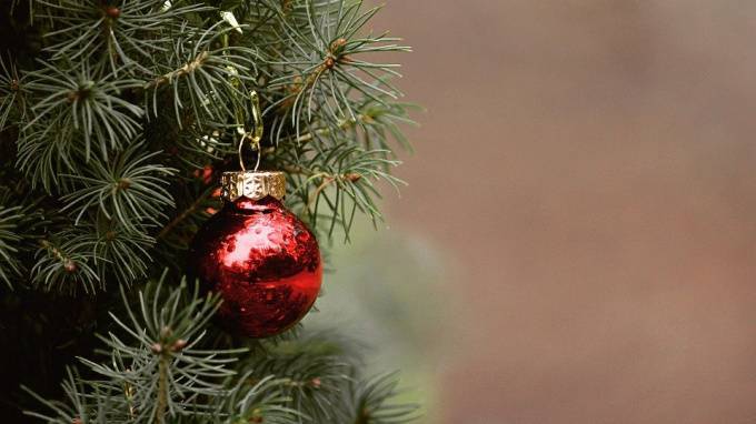 Горожане смогут сдать новогодние елки на переработку