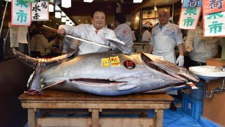 На аукционе в Токио голубого тунца продали за $1,8 млн