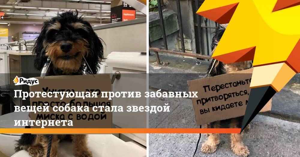 Протестующая против забавных вещей собака стала звездой интернета