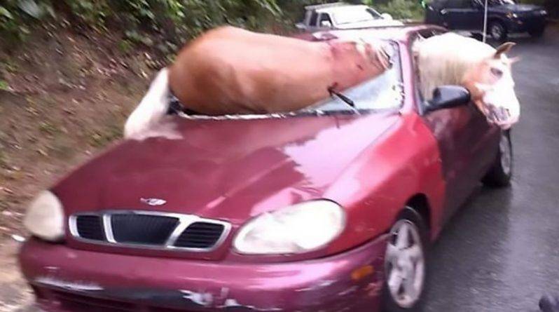 Лошадь проломила лобовое стекло, упав с капота машины на водителя. Оба выжили