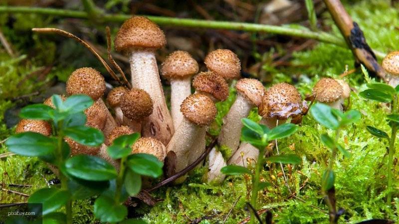 Ученые назвали шесть полезных для организма человека свойств грибов