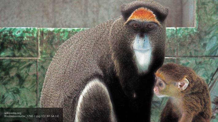 В Сети набирает популярность видео нападения обезьяны на туриста в Индонезии