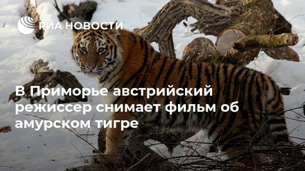 В Приморье австрийский режиссер снимает фильм об амурском тигре