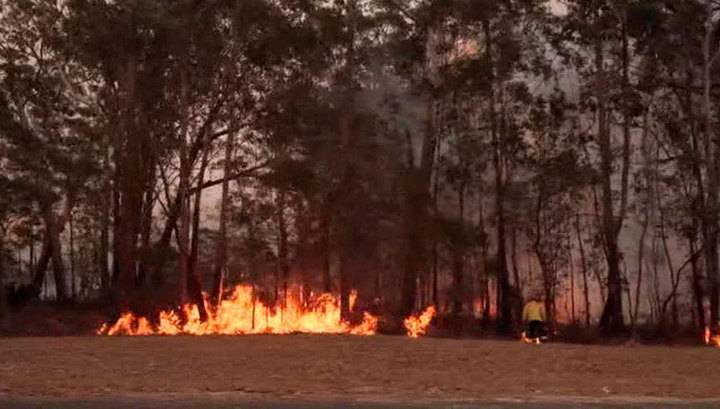 Австралия подсчитывает ущерб от лесных пожаров