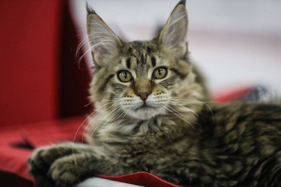Названа самая популярная порода кошек у москвичей за 2019 год