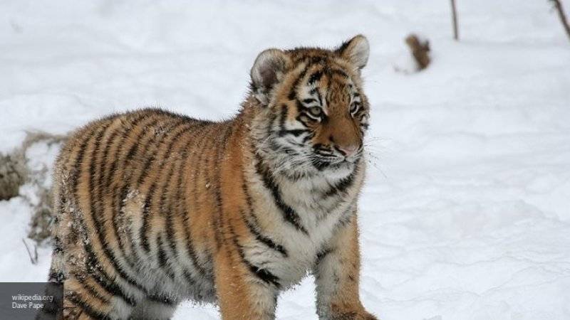 Режиссер из Австрии снимает в Приморье документальный фильм об амурских тиграх