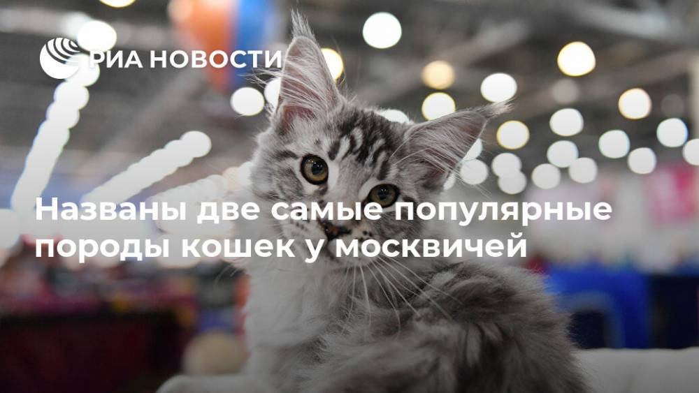 Названы две самые популярные породы кошек у москвичей