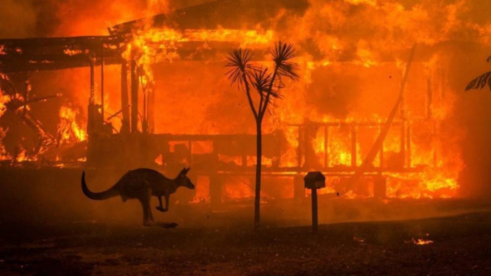 Огонь в Австралии убил полмиллиарда животных