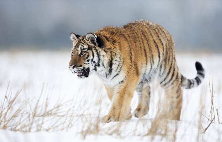 Австрийский режиссёр снимет фильм об амурских тиграх на Дальнем Востоке