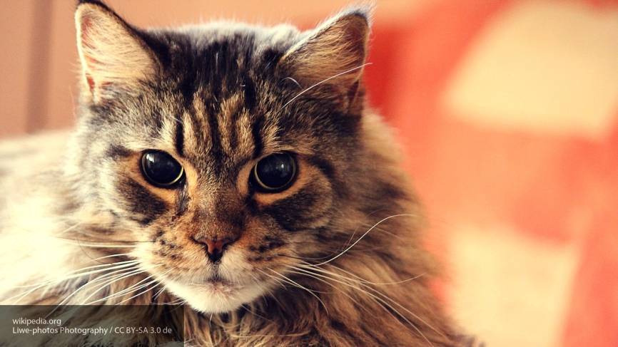 Эксперты определили две самые популярные породы кошек у жителей Москвы