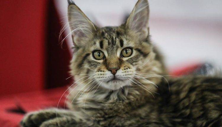 Названы самые популярные породы кошек у москвичей в 2019 году