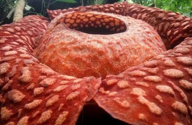 Биологи нашли самый большой цветок-паразит в мире