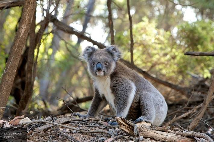 Более 25 000 коал погибли в лесных пожарах в Австралии