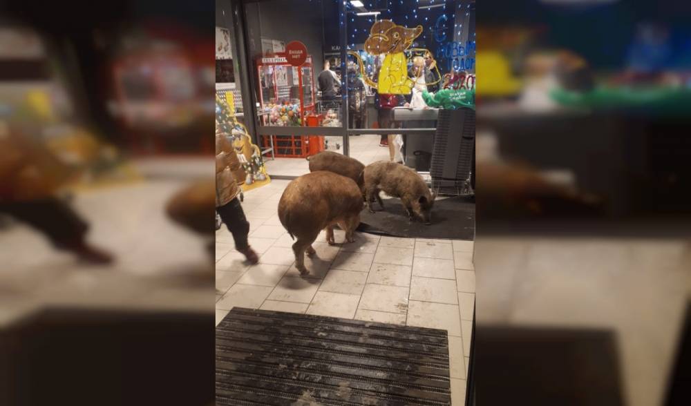 Видео: в Сибири три свиньи-дебоширки ворвались в магазин и выпили коньяк